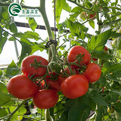 Invernadero de tomate con cubo holandés y película de plástico