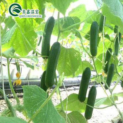 Invernaderos agrícolas de varias extensiones con sistemas de cultivo hidropónico en contenedores usados