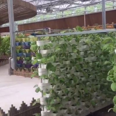 Sistema acuático acuático comercial Invernaderos PO prefabricados para vegetales
