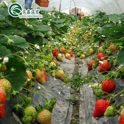 Cubierta de película Sistema de cultivo hidropónico de doble capa para invernadero