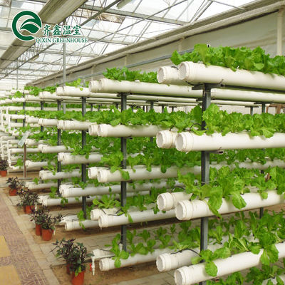 Sistema hidropónico vertical de tomates para ventas en invernaderos de múltiples espacios en los Países Bajos