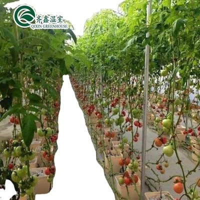 Invernaderos de cubierta de película para el cultivo de vegetales, frutas y flores en una sola capa