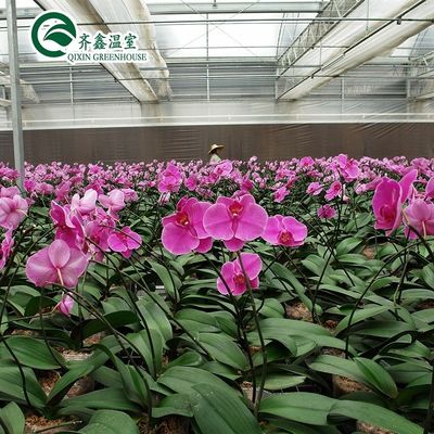 Invernaderos de cubierta de película para el cultivo de vegetales, frutas y flores en una sola capa