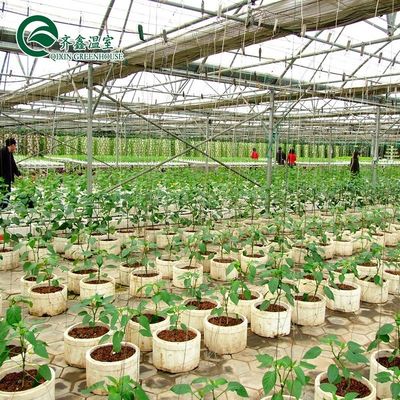 Gran invernadero de vidrio hongo jardín torre aeropónica para la instrucción de restaurante ecológico