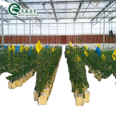 Sistema acuático acuático comercial Invernaderos PO prefabricados para vegetales