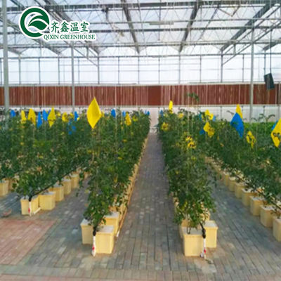 Tenda completa de cultivo hidropónico para el cultivo de verduras, frutas, flores y tomates en interiores