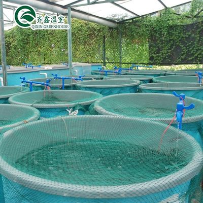 Hortalizas Frutas Flores Sistema acuapónico Invernaderos agrícolas de varias extensiones Rendimiento