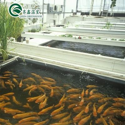 Estructura de acero galvanizado Invernadero de vidrio Venlo para el cultivo de verduras Frutas Flores