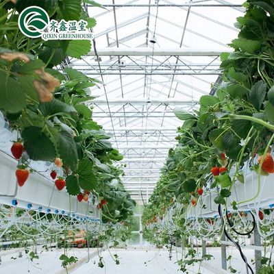 Estructura de acero galvanizado Invernadero de vidrio Venlo para el cultivo de verduras Frutas Flores