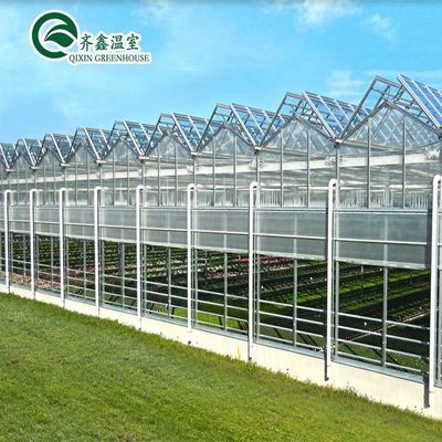 Una buena permeabilidad a la luz es esencial para los invernaderos de vidrio Venlo en la industria agrícola