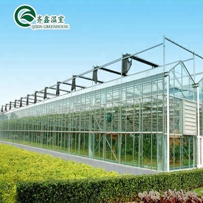 Una buena permeabilidad a la luz es esencial para los invernaderos de vidrio Venlo en la industria agrícola