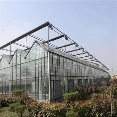 Gran invernadero de vidrio Venlo perfecto para las necesidades de crecimiento de las plantas
