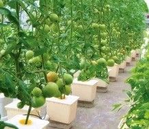 Gran bomba hidropónica para el crecimiento máximo de verduras frutas y flores