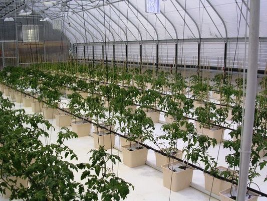 Contenedor hidropónico de doble capa de película PO para obtener resultados superiores de crecimiento de las plantas