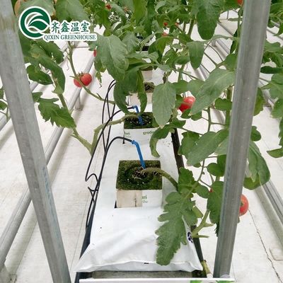 Sistemas de cultivo hidropónico en interiores protegidos con película PO para invernaderos