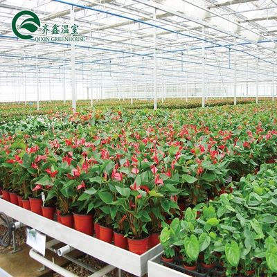 Sistemas de cultivo hidropónico en interiores protegidos con película PO para invernaderos