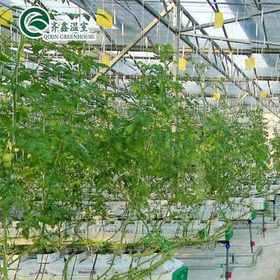 Sistemas de cultivo hidropónico en interiores protegidos con película PO para invernaderos
