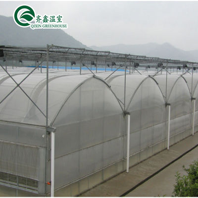 Invernadero con túnel de cultivo de vegetales de múltiples tramos personalizado para el cultivo de vegetales