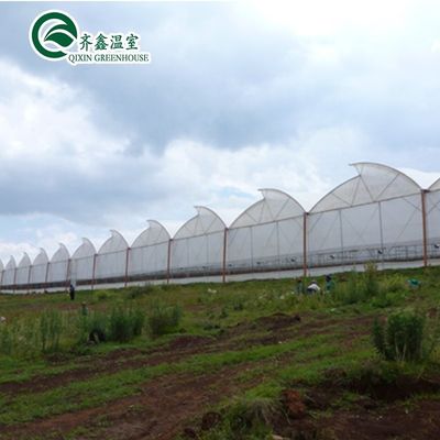 Ventanas de ventilación para el crecimiento óptimo de tomates y otras verduras en invernadero